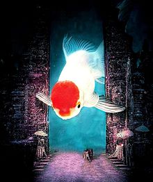 夏金魚(丹頂)𓆟の画像(金魚に関連した画像)