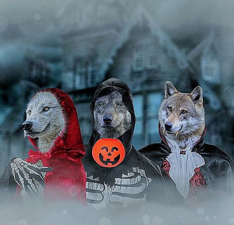 Halloween/ハロウィン/狼/オオカミ/犬の画像 プリ画像
