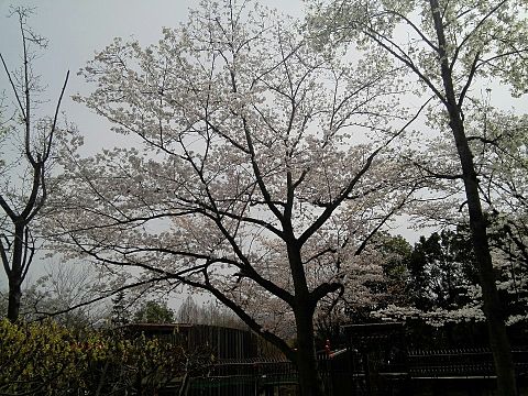 綺麗な桜！の画像(プリ画像)