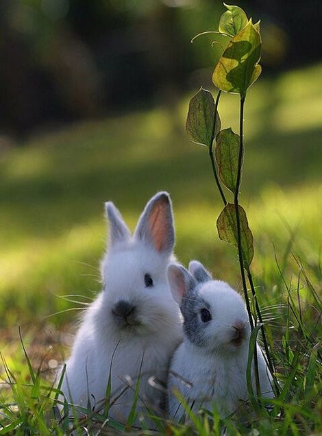 ウサギの画像(プリ画像)