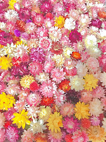 可愛い お花の画像1599点 完全無料画像検索のプリ画像 Bygmo