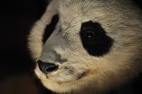 pandaの画像(剥製に関連した画像)