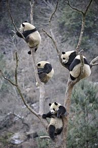 pandasの画像(pandasに関連した画像)