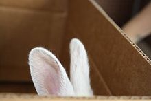 bunnyの画像(BUNNYに関連した画像)