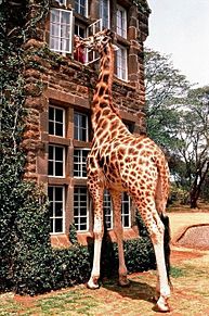 giraffeの画像(Giraffeに関連した画像)