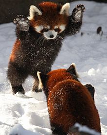 red pandasの画像(pandasに関連した画像)