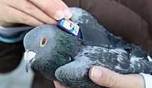 Homing pigeonの画像(SDカードに関連した画像)
