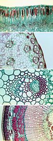 Microscopicの画像(顕微鏡に関連した画像)