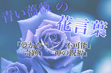 青い薔薇の画像(薔薇の花に関連した画像)
