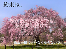 桜の季節やねんな〜の画像(桜の季節に関連した画像)