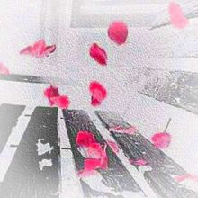 フリーアイコン 55の画像(実写/綺麗/花弁/花びらに関連した画像)