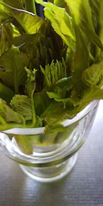 ガラス食器×山菜の画像(山菜に関連した画像)