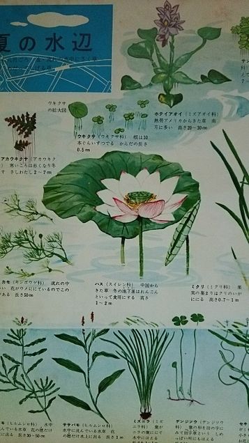 小学館図鑑挿絵×1962年の画像 プリ画像