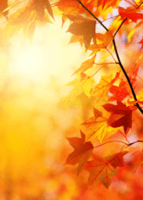 壁紙 大人っぽい 秋の画像3点 完全無料画像検索のプリ画像 Bygmo