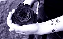 黒薔薇の画像104点 完全無料画像検索のプリ画像 Bygmo