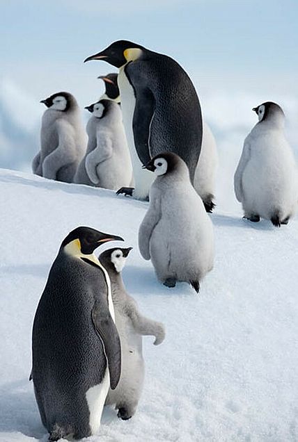 皇帝ペンギンの画像46点 完全無料画像検索のプリ画像 Bygmo