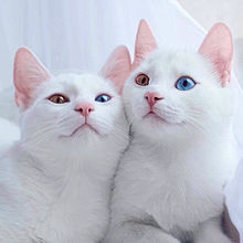 世界一 可愛い 猫の画像18点 完全無料画像検索のプリ画像 Bygmo