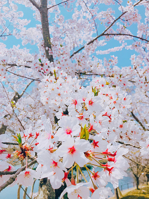 桜🌸🌸の画像 プリ画像