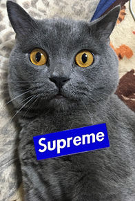 Supremeの画像(supremeに関連した画像)