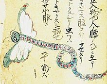 江戸時代の人が描いた寄生虫の絵の画像(寄生虫に関連した画像)