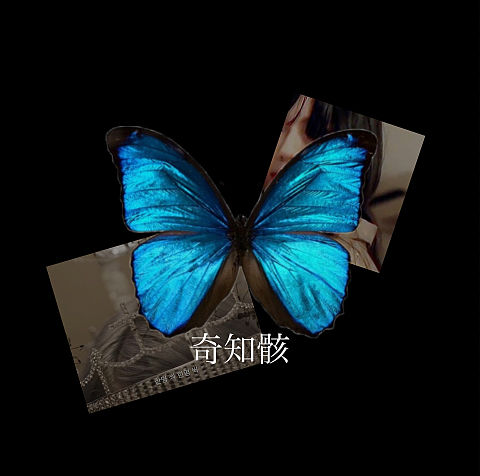将来の夢  '' butterfly ''の画像(プリ画像)