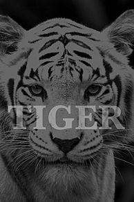 かっこいい タイガー 動物の画像9点 完全無料画像検索のプリ画像 Bygmo