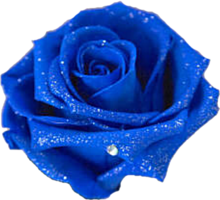 加工 素材 青薔薇の画像3点 完全無料画像検索のプリ画像 Bygmo