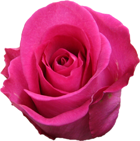 ピンク薔薇の画像7点 完全無料画像検索のプリ画像 Bygmo