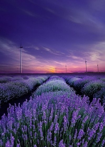 ラベンダー 風景  紫の画像 プリ画像