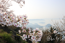 香川県 紫雲出山の画像(紫雲出山 桜に関連した画像)