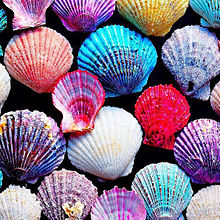 かわいい 貝殻の画像228点 完全無料画像検索のプリ画像 Bygmo