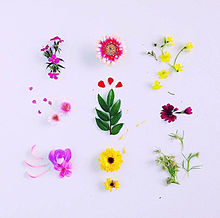 Spring Vibesの画像(花柄 背景に関連した画像)