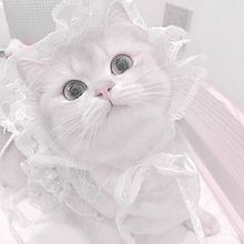 白猫 黒猫の画像172点｜完全無料画像検索のプリ画像💓byGMO