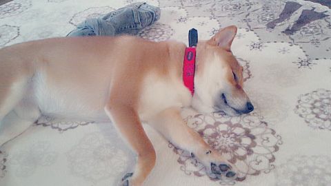 寝てる犬♡˙³˙の画像(プリ画像)