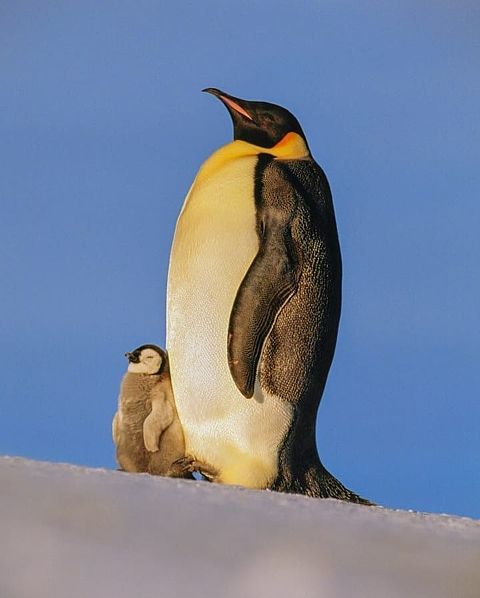 可愛い ペンギンの画像537点 4ページ目 完全無料画像検索のプリ画像 Bygmo