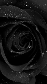待ち受け 薔薇 黒の画像12点 完全無料画像検索のプリ画像 Bygmo