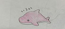 イルカの画像(ピンク イルカに関連した画像)