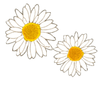 かわいい マーガレット 白 花の画像14点 完全無料画像検索のプリ画像 Bygmo
