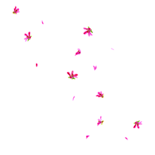 加工 素材の画像(素材 背景透過 花に関連した画像)