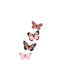 ピンク 背景 蝶の画像49点 完全無料画像検索のプリ画像 Bygmo