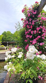 今年も花フェスタ記念公園に🎵の画像(花フェスタに関連した画像)