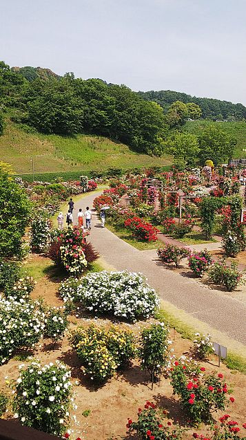 今年も花フェスタ記念公園に🎵の画像 プリ画像