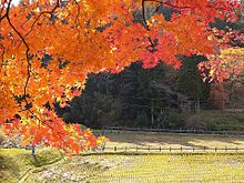 秋よねぇ～☺️の画像(紅葉に関連した画像)