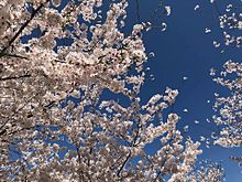 桜満開の画像(桜に関連した画像)