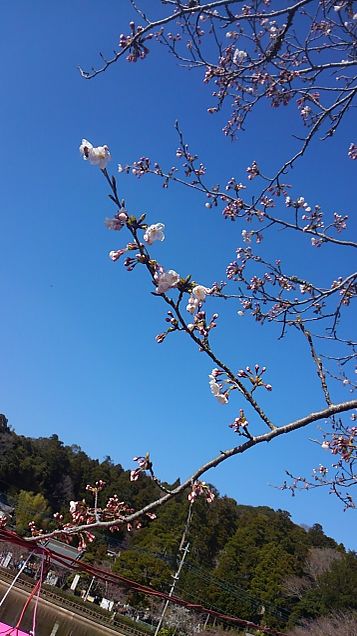 桜見の画像(プリ画像)