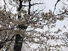 桜🌸 プリ画像