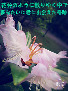 ORANGE RANGE 花の画像(orange range 花 歌詞に関連した画像)