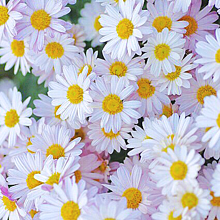 カモミール 花の画像64点 完全無料画像検索のプリ画像 Bygmo