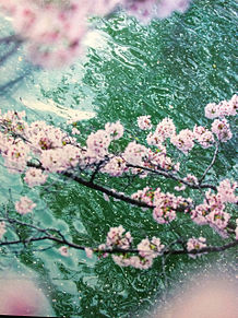 蜷川実花の画像(蜷川実花に関連した画像)