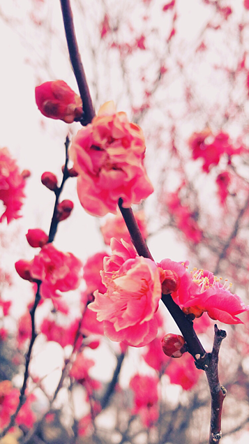 梅の花 完全無料画像検索のプリ画像 Bygmo